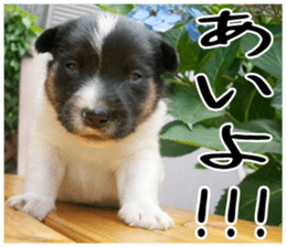 MIEDOG Jack Russell terrier sticker 5 sticker #14341919