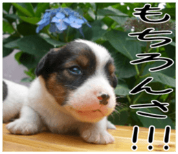 MIEDOG Jack Russell terrier sticker 5 sticker #14341920