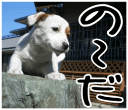 MIEDOG Jack Russell terrier sticker 5 sticker #14341921