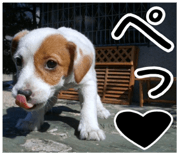 MIEDOG Jack Russell terrier sticker 5 sticker #14341922