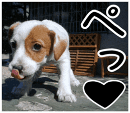 MIEDOG Jack Russell terrier sticker 5 sticker #14341922