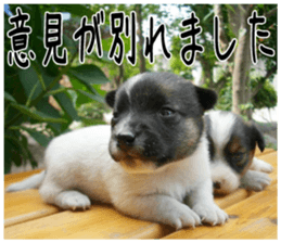 MIEDOG Jack Russell terrier sticker 5 sticker #14341923