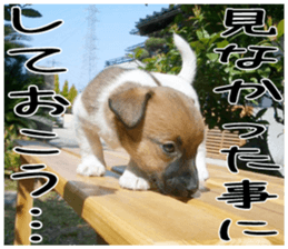MIEDOG Jack Russell terrier sticker 5 sticker #14341924