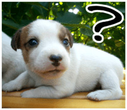 MIEDOG Jack Russell terrier sticker 5 sticker #14341925
