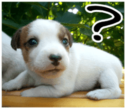 MIEDOG Jack Russell terrier sticker 5 sticker #14341925
