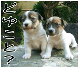 MIEDOG Jack Russell terrier sticker 5 sticker #14341926