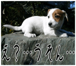 MIEDOG Jack Russell terrier sticker 5 sticker #14341927
