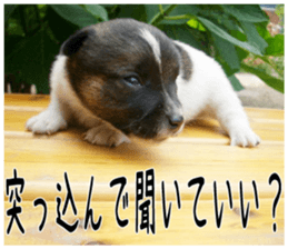 MIEDOG Jack Russell terrier sticker 5 sticker #14341928