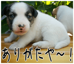 MIEDOG Jack Russell terrier sticker 5 sticker #14341929