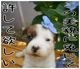 MIEDOG Jack Russell terrier sticker 5 sticker #14341930