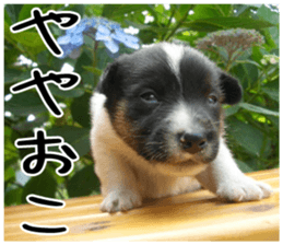 MIEDOG Jack Russell terrier sticker 5 sticker #14341931