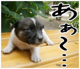 MIEDOG Jack Russell terrier sticker 5 sticker #14341932