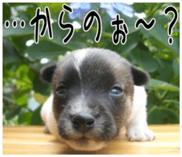 MIEDOG Jack Russell terrier sticker 5 sticker #14341933