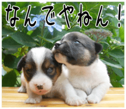 MIEDOG Jack Russell terrier sticker 5 sticker #14341934