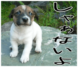 MIEDOG Jack Russell terrier sticker 5 sticker #14341935