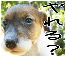 MIEDOG Jack Russell terrier sticker 5 sticker #14341936