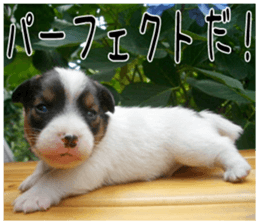 MIEDOG Jack Russell terrier sticker 5 sticker #14341937