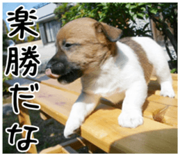 MIEDOG Jack Russell terrier sticker 5 sticker #14341938