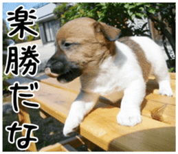 MIEDOG Jack Russell terrier sticker 5 sticker #14341938