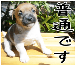 MIEDOG Jack Russell terrier sticker 5 sticker #14341940
