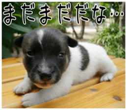 MIEDOG Jack Russell terrier sticker 5 sticker #14341941