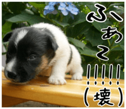 MIEDOG Jack Russell terrier sticker 5 sticker #14341942