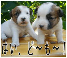 MIEDOG Jack Russell terrier sticker 5 sticker #14341943