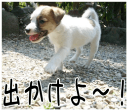 MIEDOG Jack Russell terrier sticker 5 sticker #14341944
