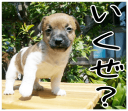 MIEDOG Jack Russell terrier sticker 5 sticker #14341945