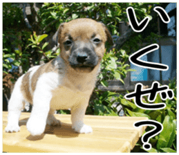 MIEDOG Jack Russell terrier sticker 5 sticker #14341945