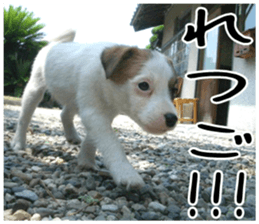 MIEDOG Jack Russell terrier sticker 5 sticker #14341946