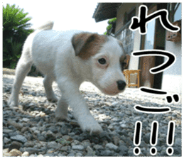 MIEDOG Jack Russell terrier sticker 5 sticker #14341946