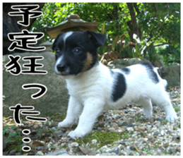 MIEDOG Jack Russell terrier sticker 5 sticker #14341947