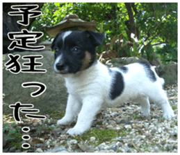 MIEDOG Jack Russell terrier sticker 5 sticker #14341947