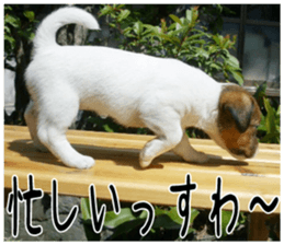 MIEDOG Jack Russell terrier sticker 5 sticker #14341948