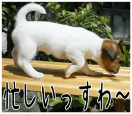 MIEDOG Jack Russell terrier sticker 5 sticker #14341948