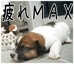 MIEDOG Jack Russell terrier sticker 5 sticker #14341949