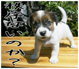 MIEDOG Jack Russell terrier sticker 5 sticker #14341950