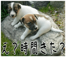 MIEDOG Jack Russell terrier sticker 5 sticker #14341952