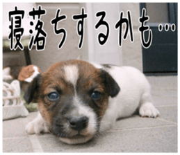 MIEDOG Jack Russell terrier sticker 5 sticker #14341953