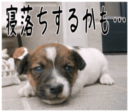 MIEDOG Jack Russell terrier sticker 5 sticker #14341953