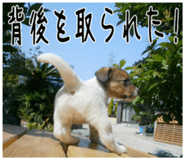 MIEDOG Jack Russell terrier sticker 5 sticker #14341954