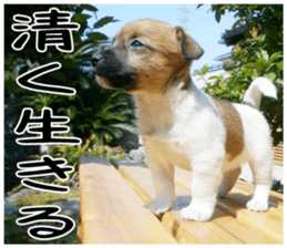 MIEDOG Jack Russell terrier sticker 5 sticker #14341955