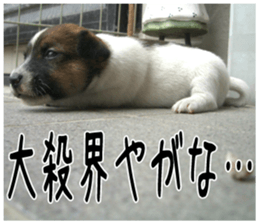 MIEDOG Jack Russell terrier sticker 5 sticker #14341956