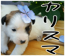 MIEDOG Jack Russell terrier sticker 5 sticker #14341957