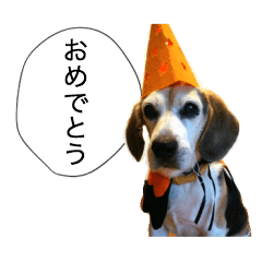 Beagle's cocoa