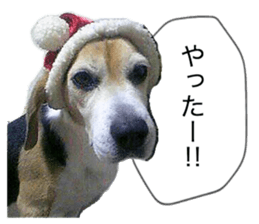 Beagle's cocoa sticker #14343199
