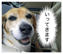 Beagle's cocoa sticker #14343202