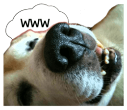 Beagle's cocoa sticker #14343204