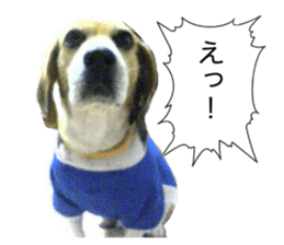 Beagle's cocoa sticker #14343207
